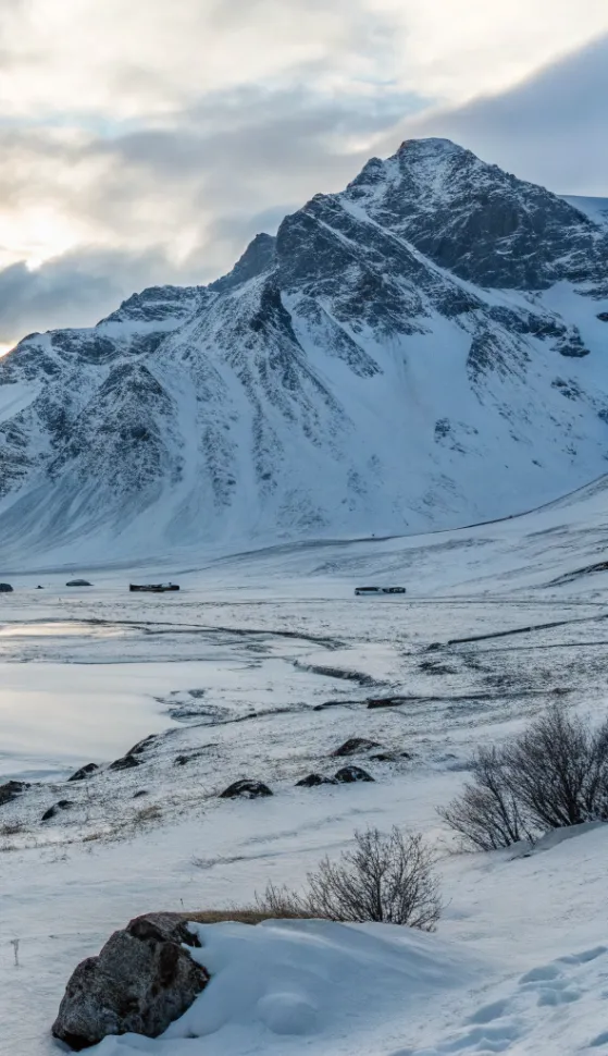 Arctic
